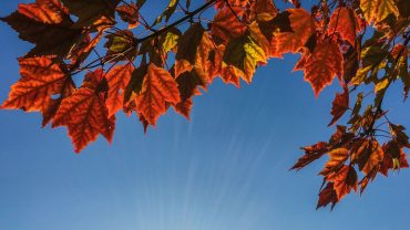 Best time to view fall red leaves in Japan